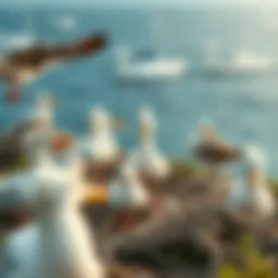 A coastal seabird nesting site showing various species in their natural habitat.